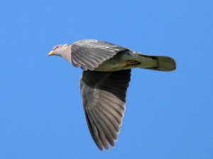 Band-tailed pigeon