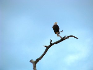 Bald Eagle