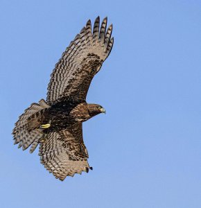 Western Red-tailed Hawk