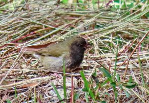 Black-faced Grassquit