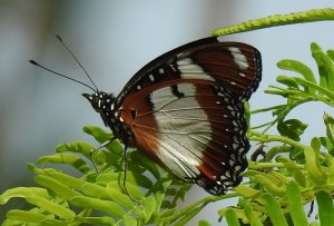 Danaid Eggfly