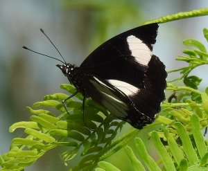 Danaid Eggfly