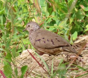 Common Ground Dove