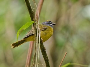 White-lored Warbler