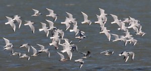 slender-billed and black-headed gulls