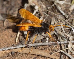 Golden Spider Wasp