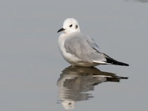 Bonaparte's Gull