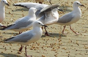 Slender-billed Gulls