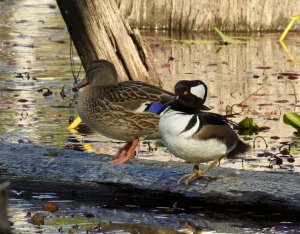 Female Mallard and Hooded Merganser