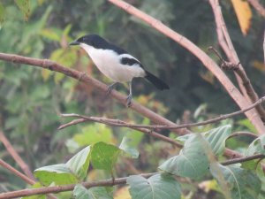 Tropical Boubou