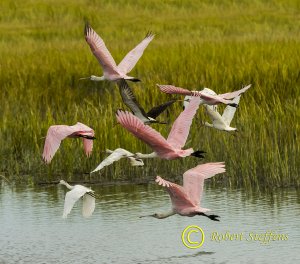 Roseate Spoonbill and White Ibis