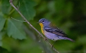 Northern Parula, 1st yr bird, Female