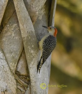 Red-bellied Woodpecker