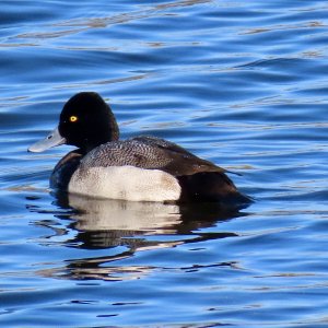 Lesser Scaup