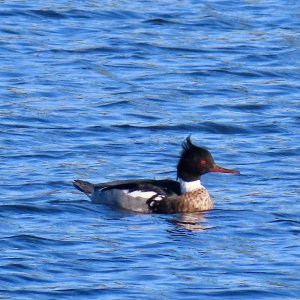 Red-breasted Merganser