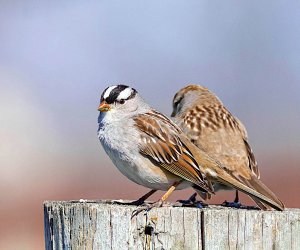 White-crowned Sparrow