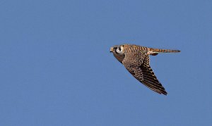 American Kestrel, Female