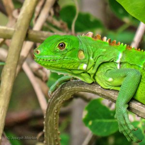 Green Iguana (Iguana iguana)