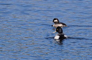 Lesser Scaup, Male and Bufflehead, Female