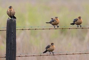 Boat-tailed Grackles, Females