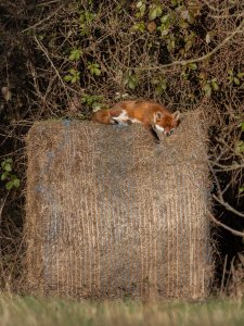 Sleepy fox