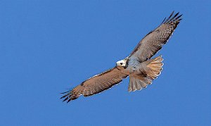 Krider's Red-tailed Hawk