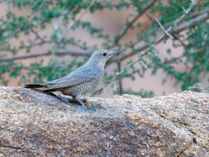 blue rock thrush