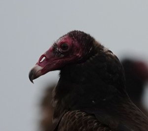 Turkey Vulture