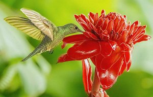 Scaly-breasted Hummingbird