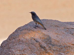 black redstart