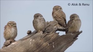 Raptor-220 : Spotted Owlet : a quartet : Amazing Wildlife of India by Renu Tewari and Alok Tewari