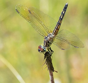 Blue Dasher, Female