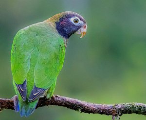 Brown-hooded Parrot