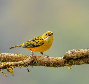 Silver-throated Tanager