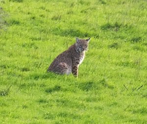 Bobcat