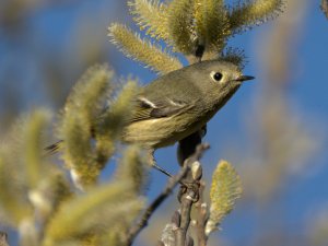 Ruby crowned kinglet