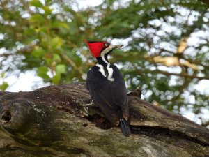 Crimson-crested Woodpecker (female)