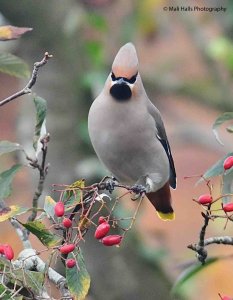 Waxwing 4326.jpg