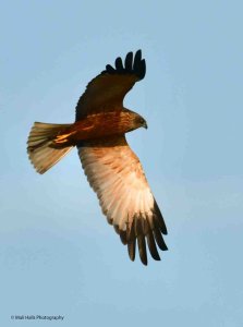 Marsh Harrier 4951.jpg