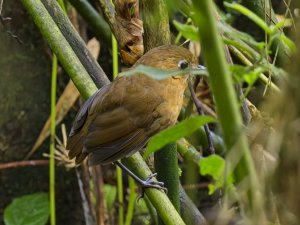 Sierra Nevada Antpitta