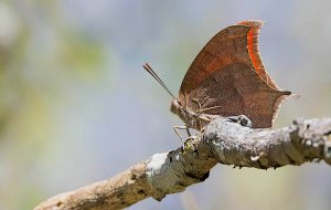 Goatweed Leafwing