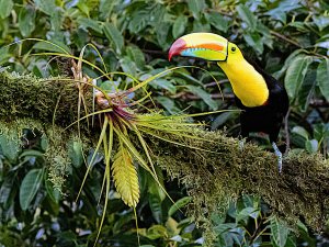 Keel-billed Toucan