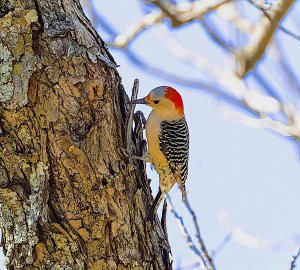 Red-bellied Woodpecker, Female