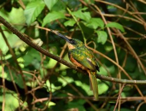 Rufous-tailed Jacamar