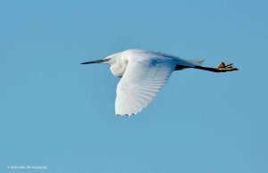 Little Egret 1583 2.jpeg