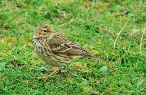 Meadow Pipit 3198.jpg