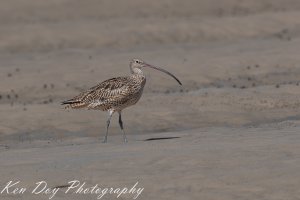 Eastern Curlew