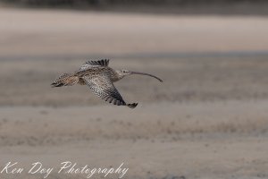 Eastern Curlew ( in flight)