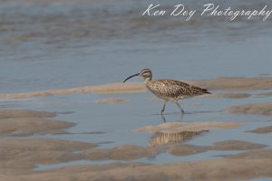 Whimbrel