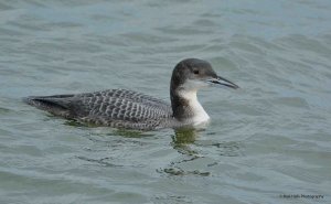 Great Northern Diver 1253.jpg